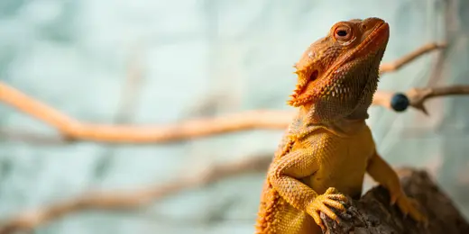 Lizard brains weren’t built for fund marketing