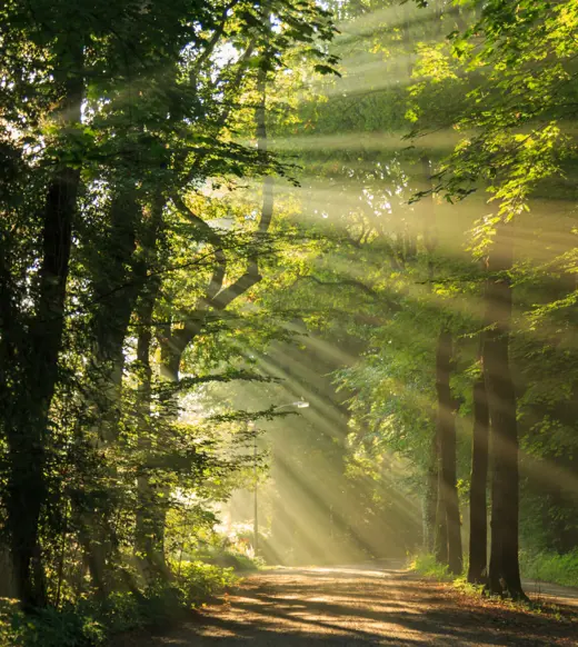 The green lens: how sustainability is steering 2025 tech investments