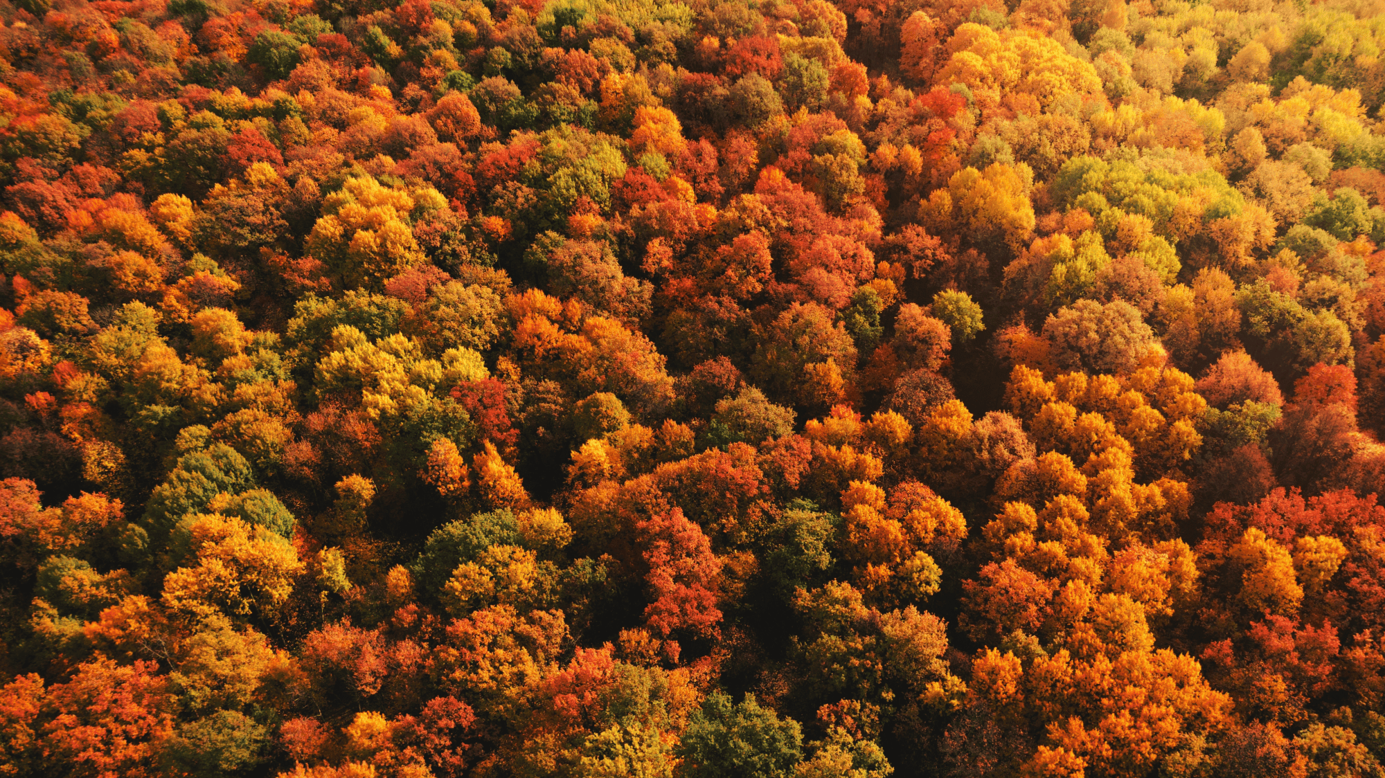 Nature and biodiversity shape sustainable business practices and resilience